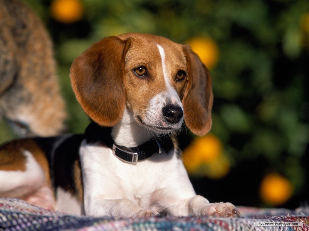 Beagle Wallpapers