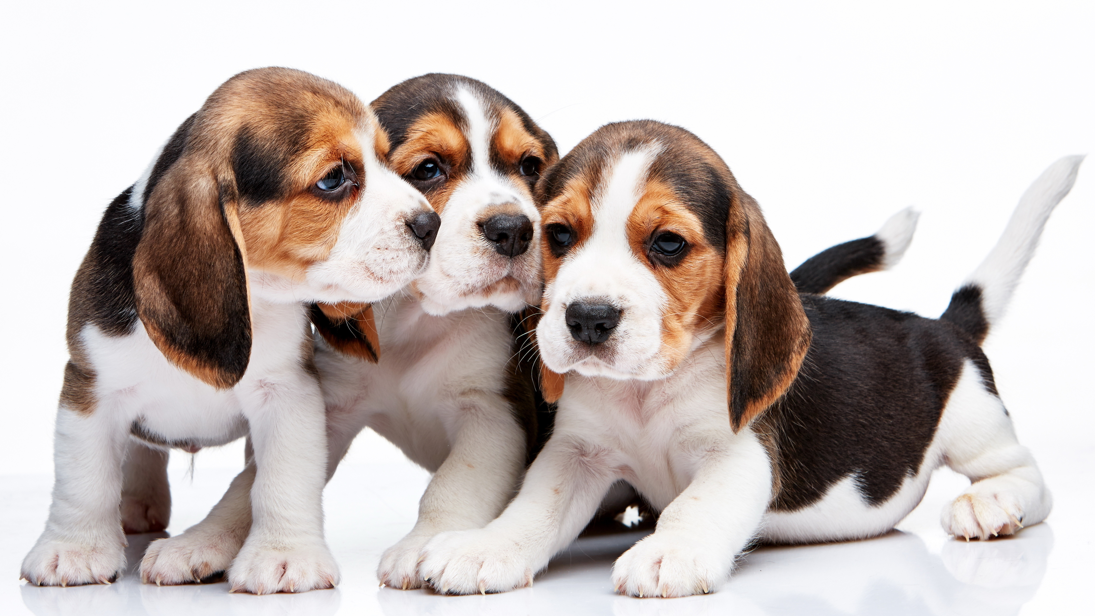 Beagle Wallpapers