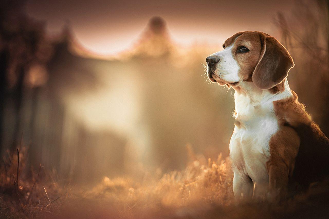 Beagle Wallpapers