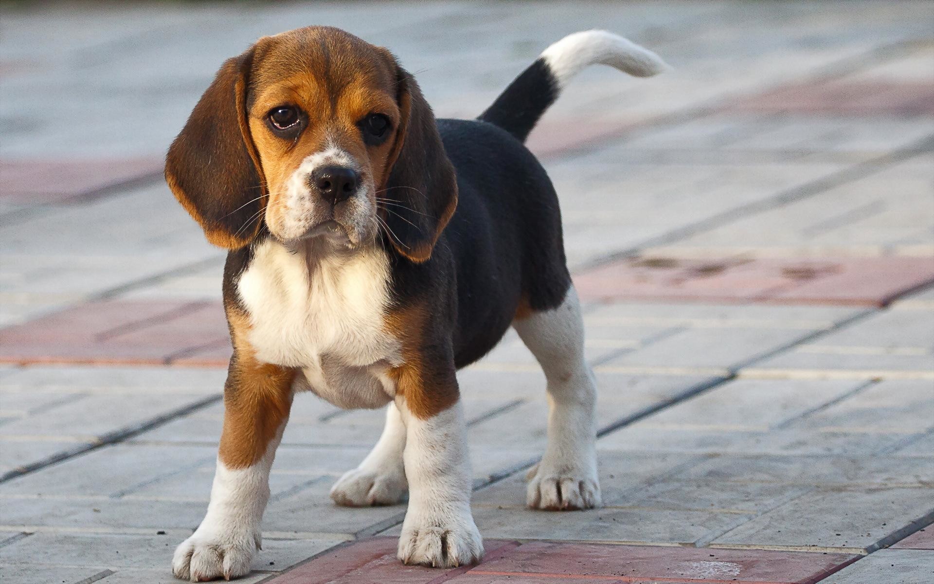 Beagle Wallpapers