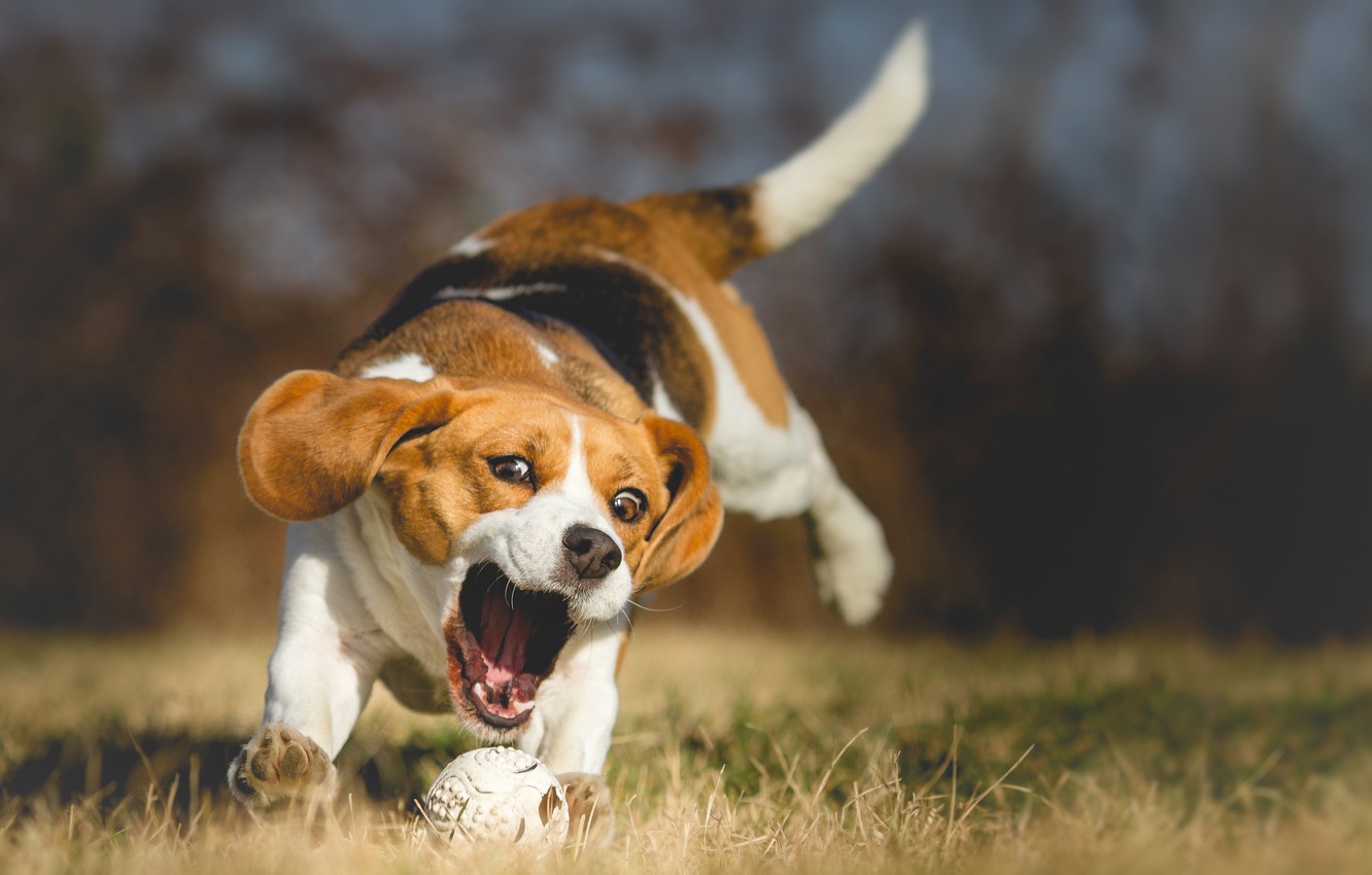 Beagle Wallpapers