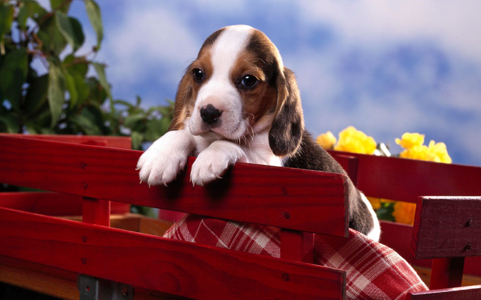 Beagle Wallpapers