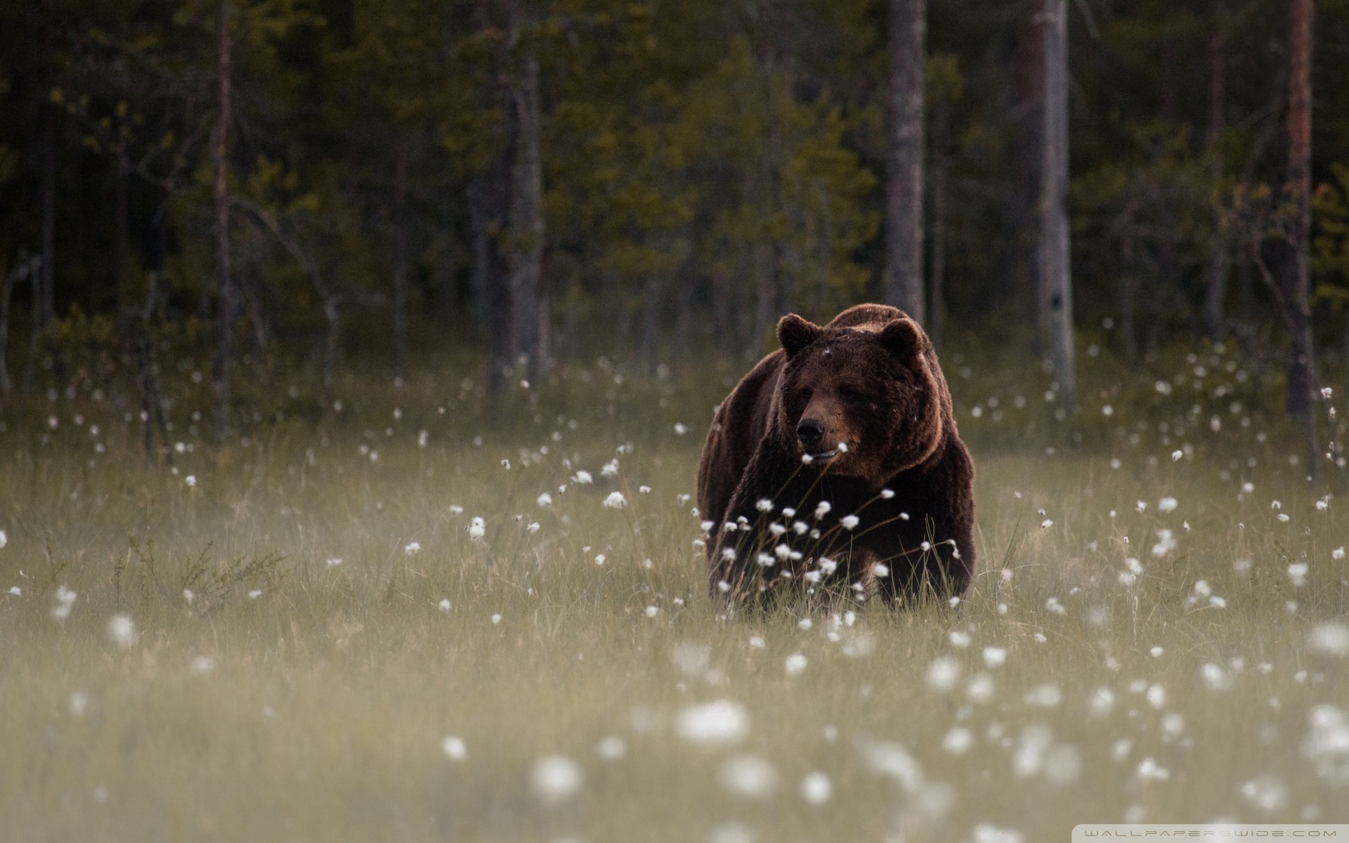 Bear Desktop Background