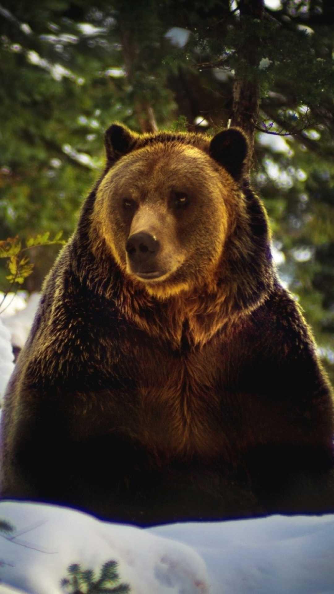 Bear Phone Wallpapers