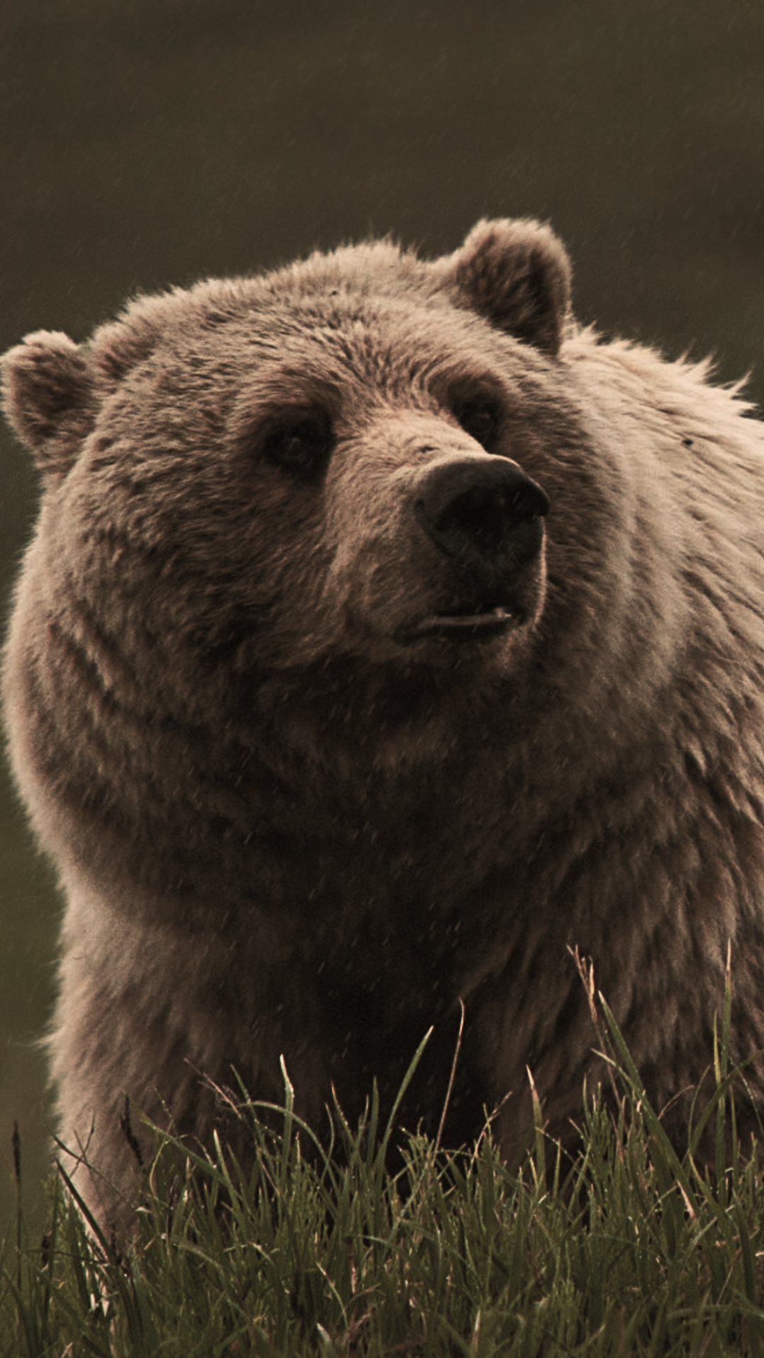 Bear Wallpapers