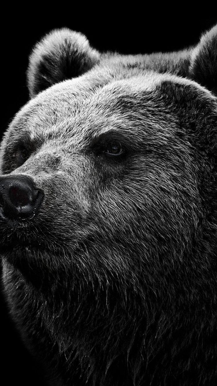 Bear Wallpapers