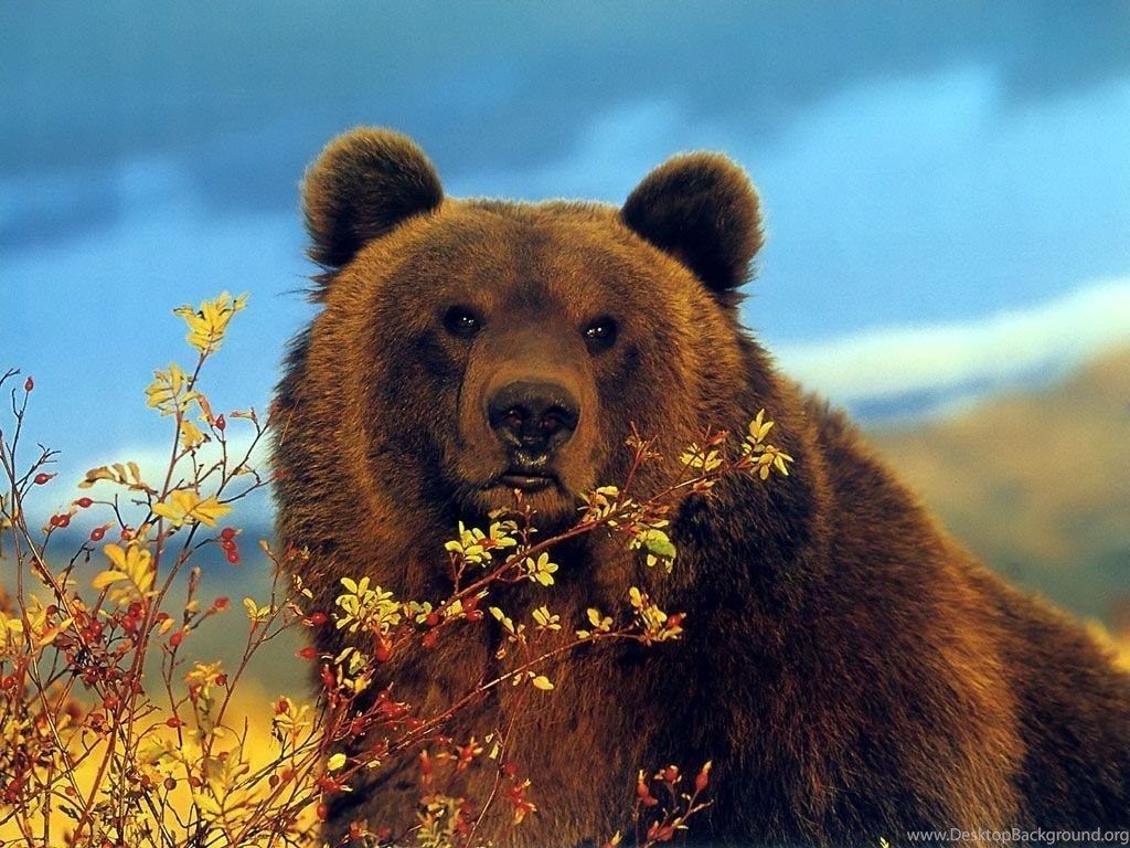 Bear Wallpapers