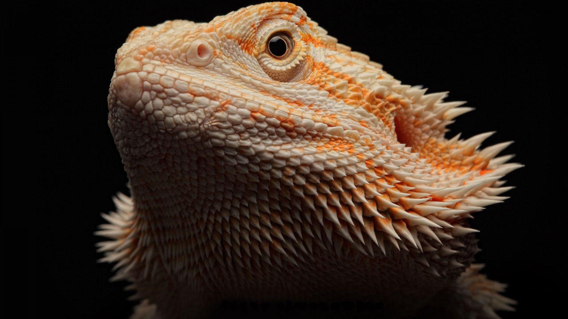 Bearded Dragon Wallpapers