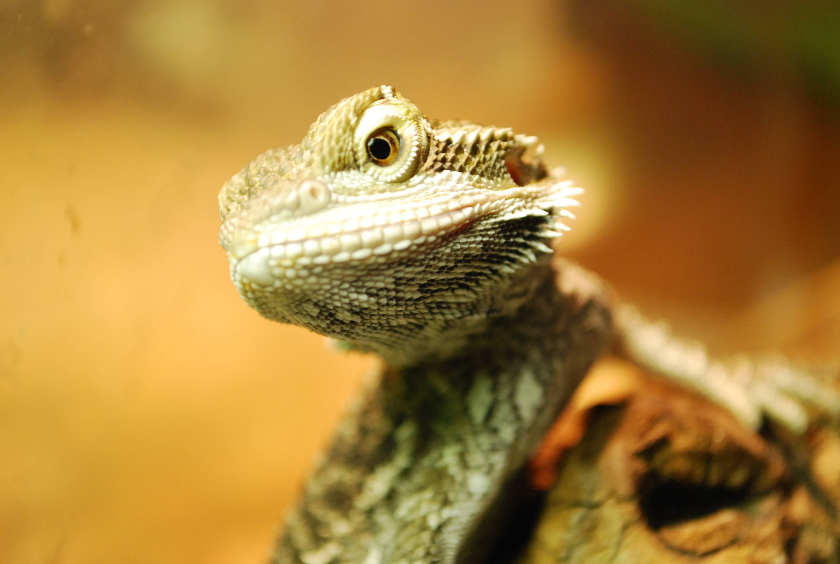 Bearded Dragon Wallpapers