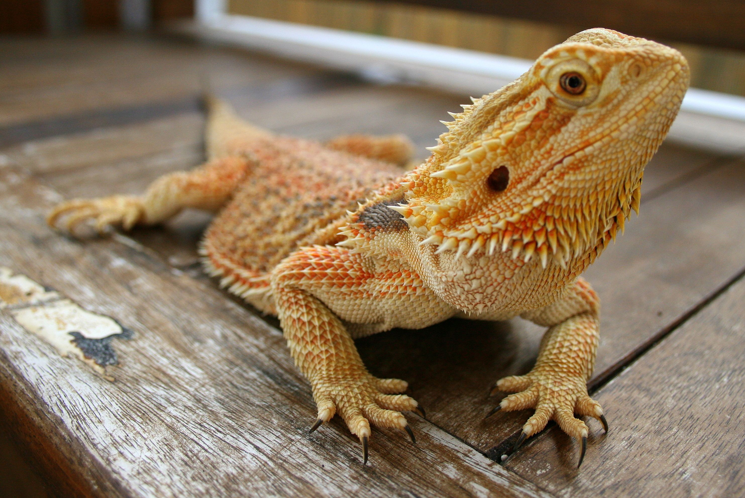 Bearded Dragon Wallpapers