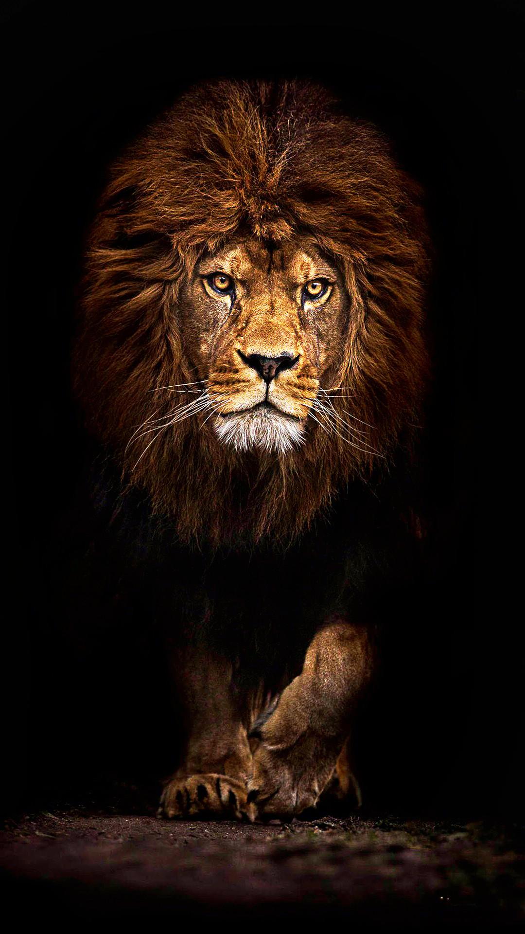 Beast Lion Iphone Wallpapers