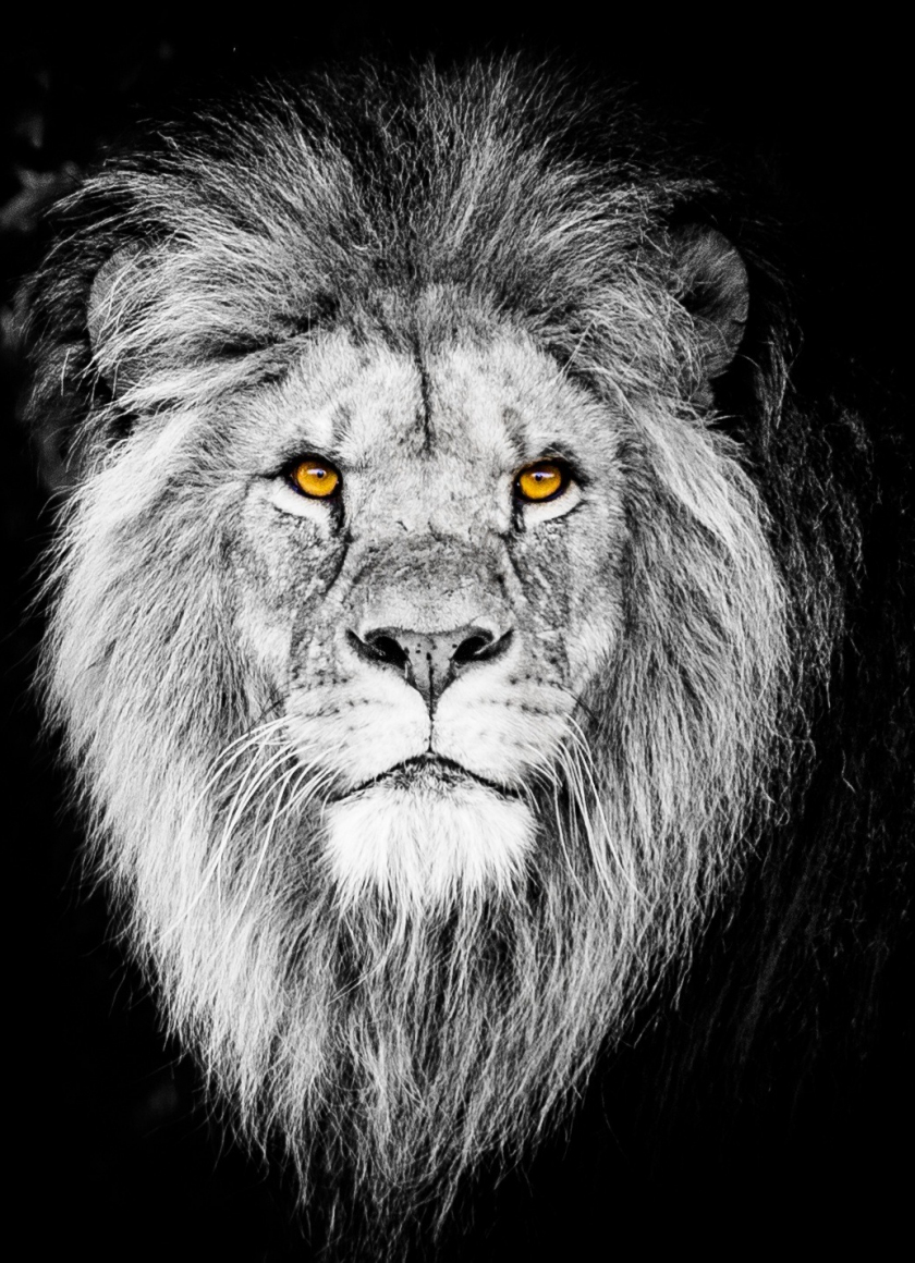 Beast Lion Iphone Wallpapers