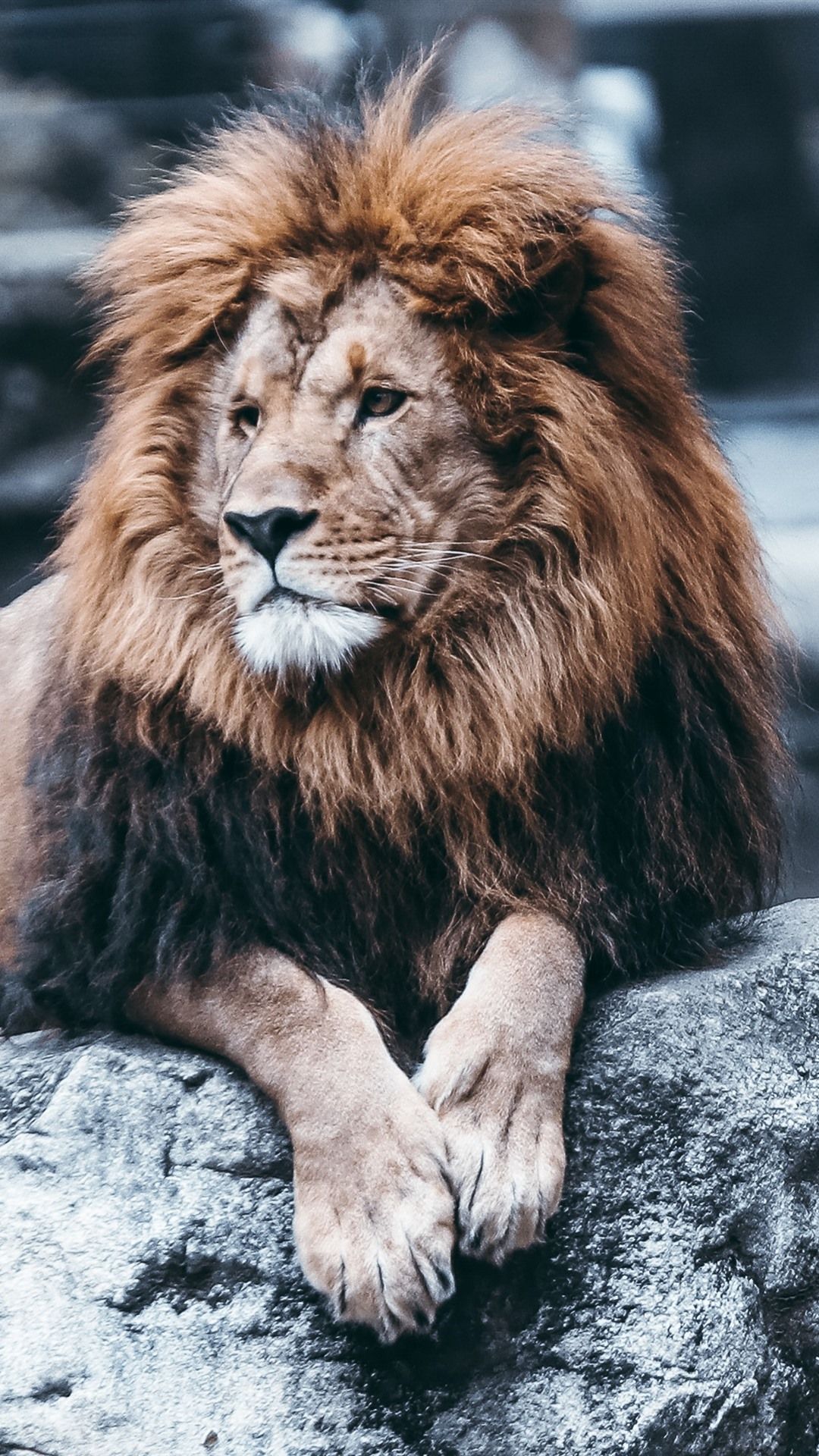 Beast Lion Iphone Wallpapers