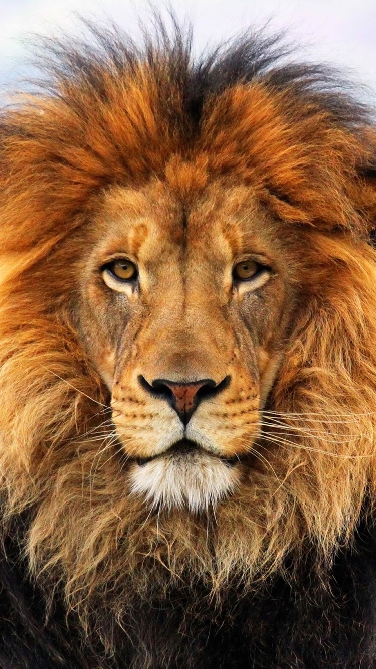 Beast Lion Iphone Wallpapers