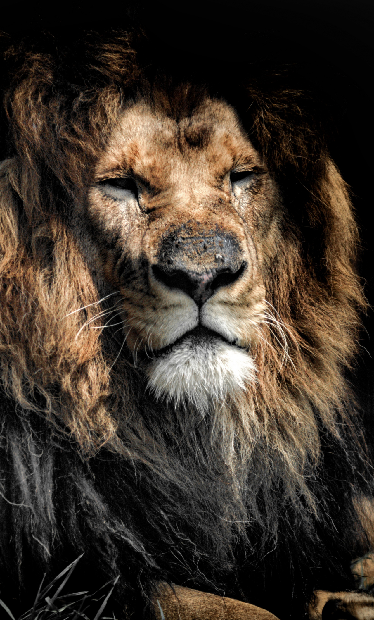 Beast Lion Iphone Wallpapers