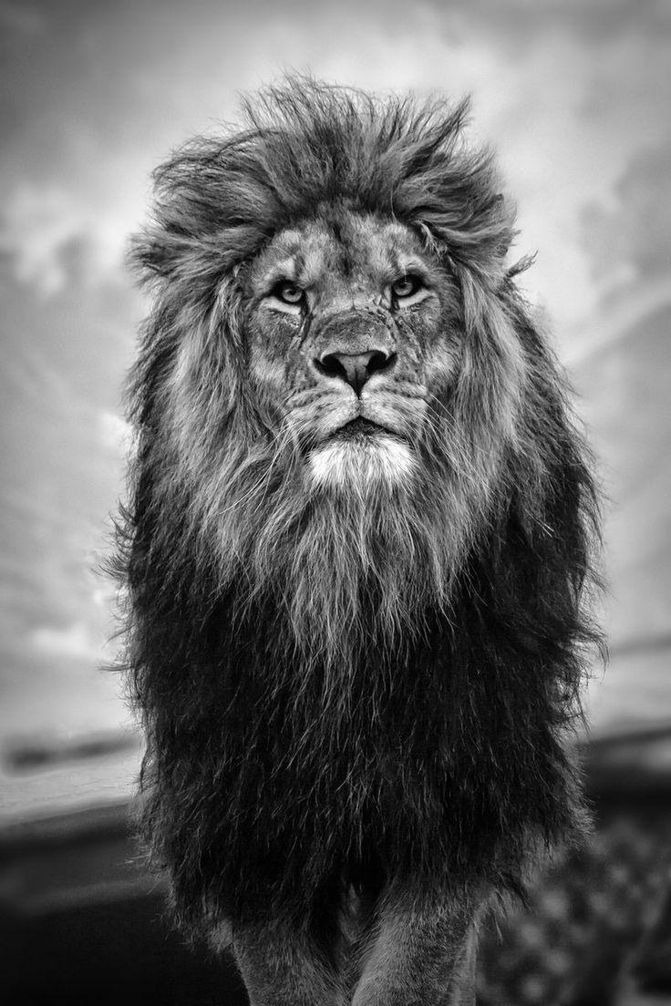 Beast Lion Iphone Wallpapers