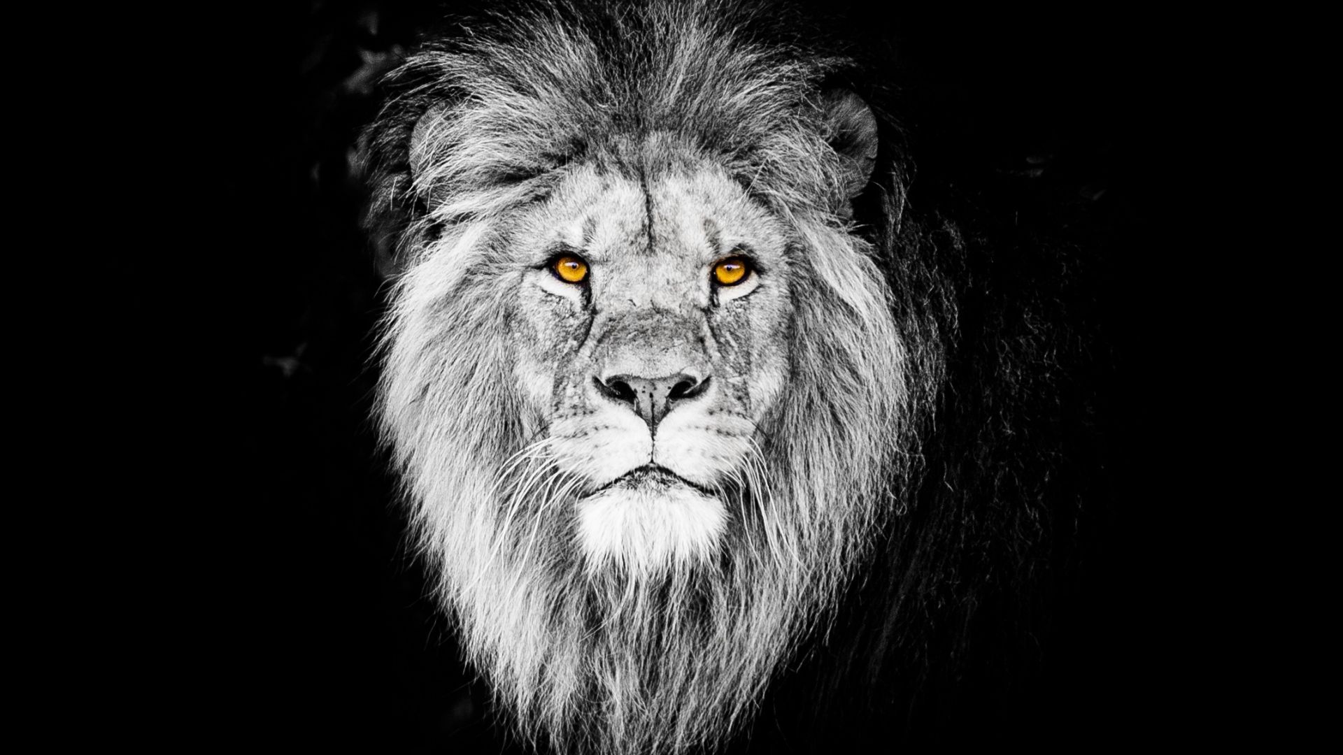 Beast Lion Iphone Wallpapers