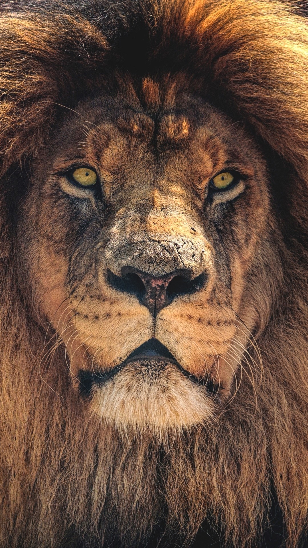 Beast Lion Iphone Wallpapers