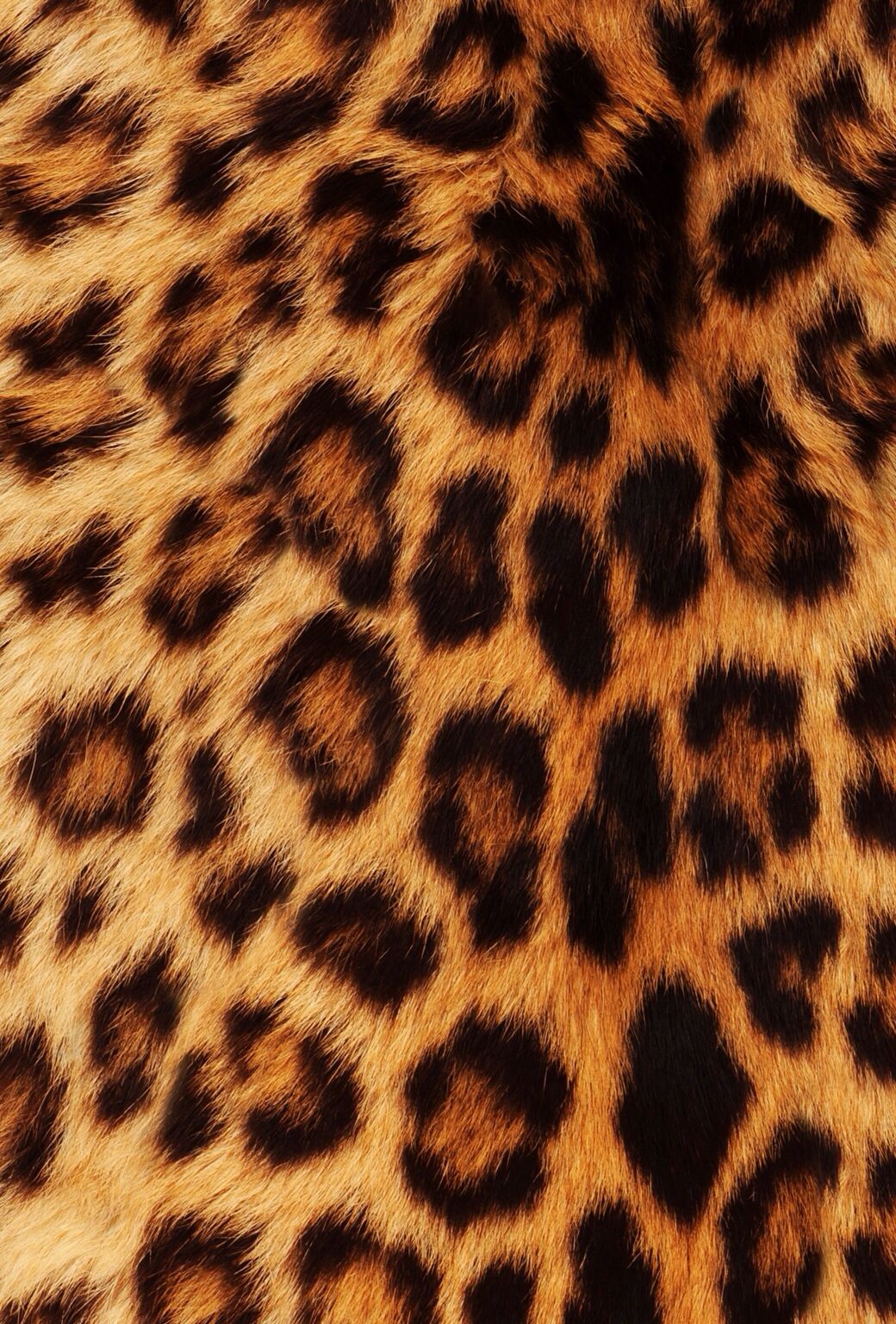 Beautiful Animal Print Wallpapers