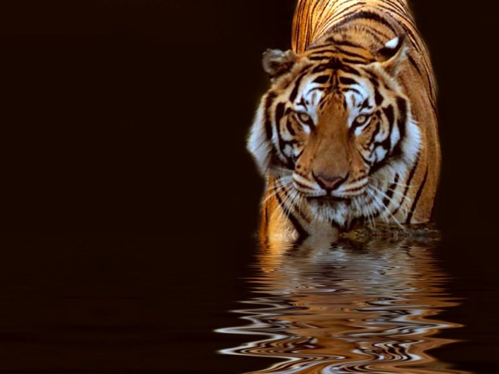Beautiful Animals Wallpapers Wallpapers