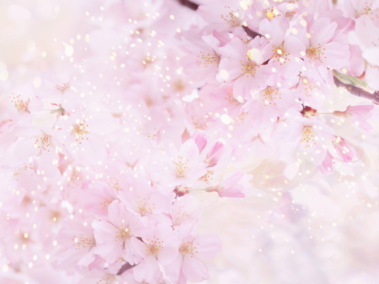 Beautiful Anime Flower Wallpapers