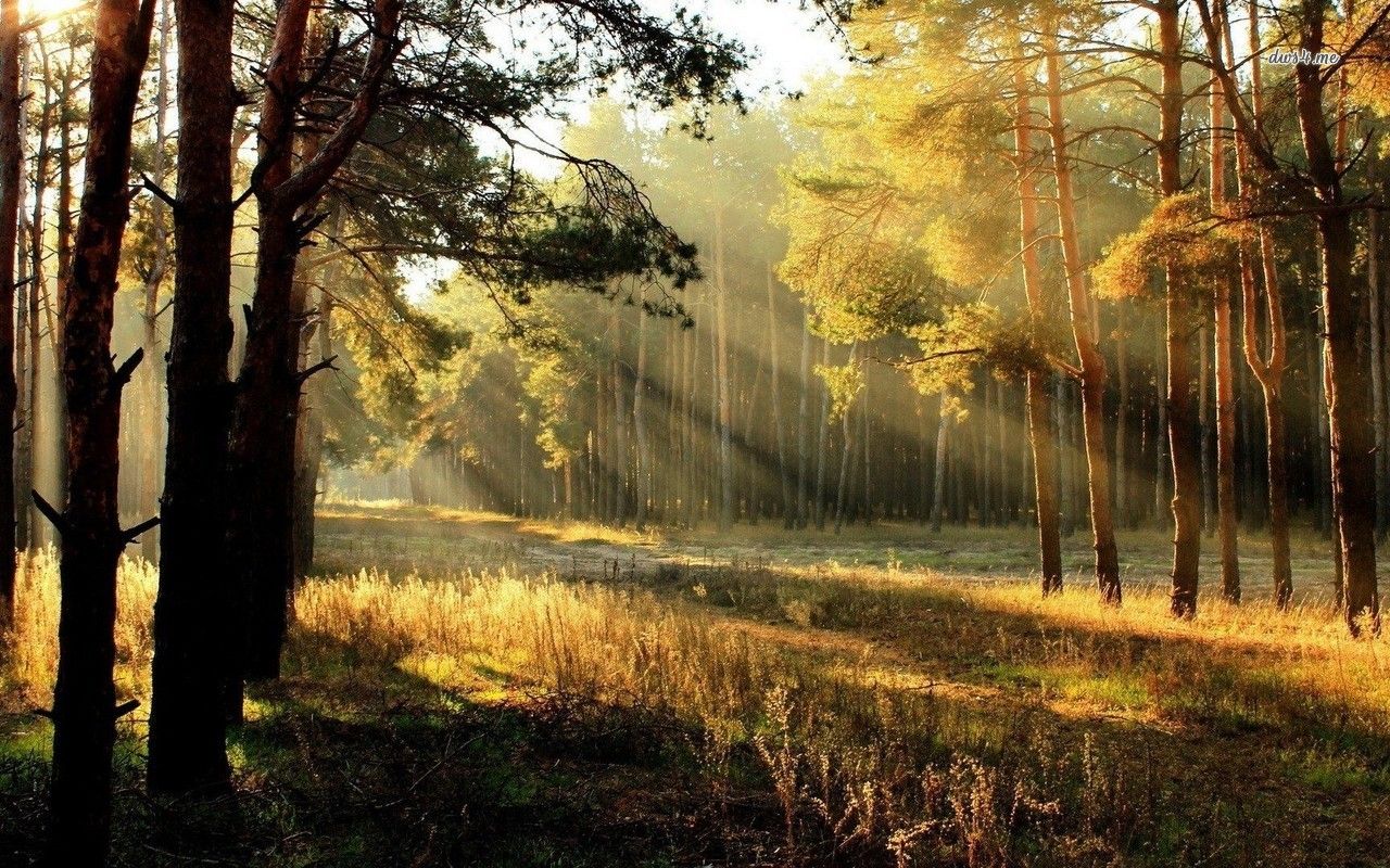 Beautiful Artistic Sunrise In Forest Wallpapers