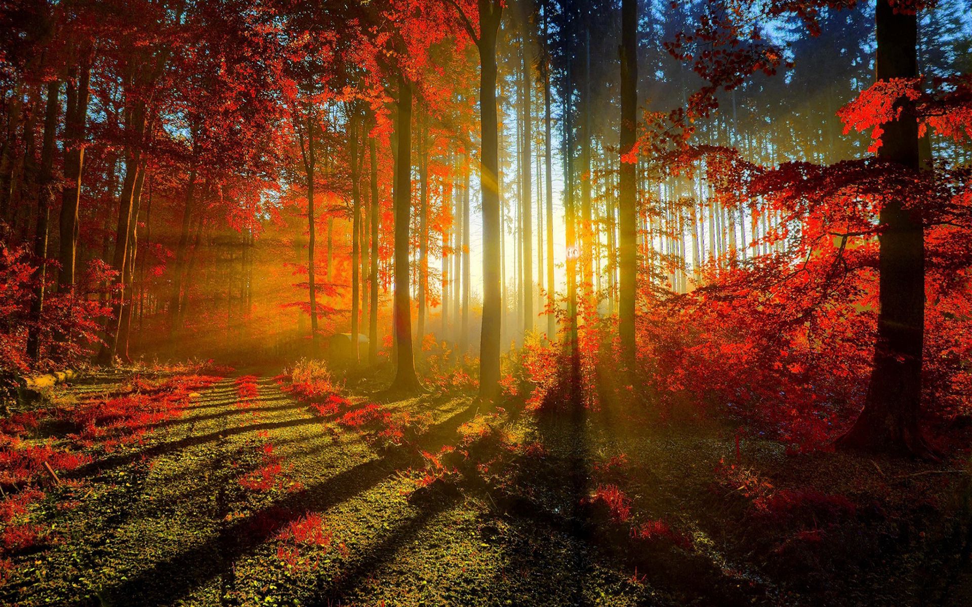 Beautiful Artistic Sunrise In Forest Wallpapers