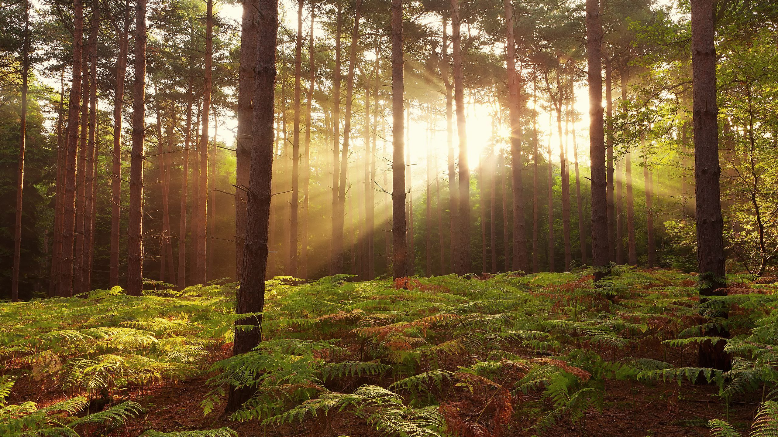 Beautiful Artistic Sunrise In Forest Wallpapers