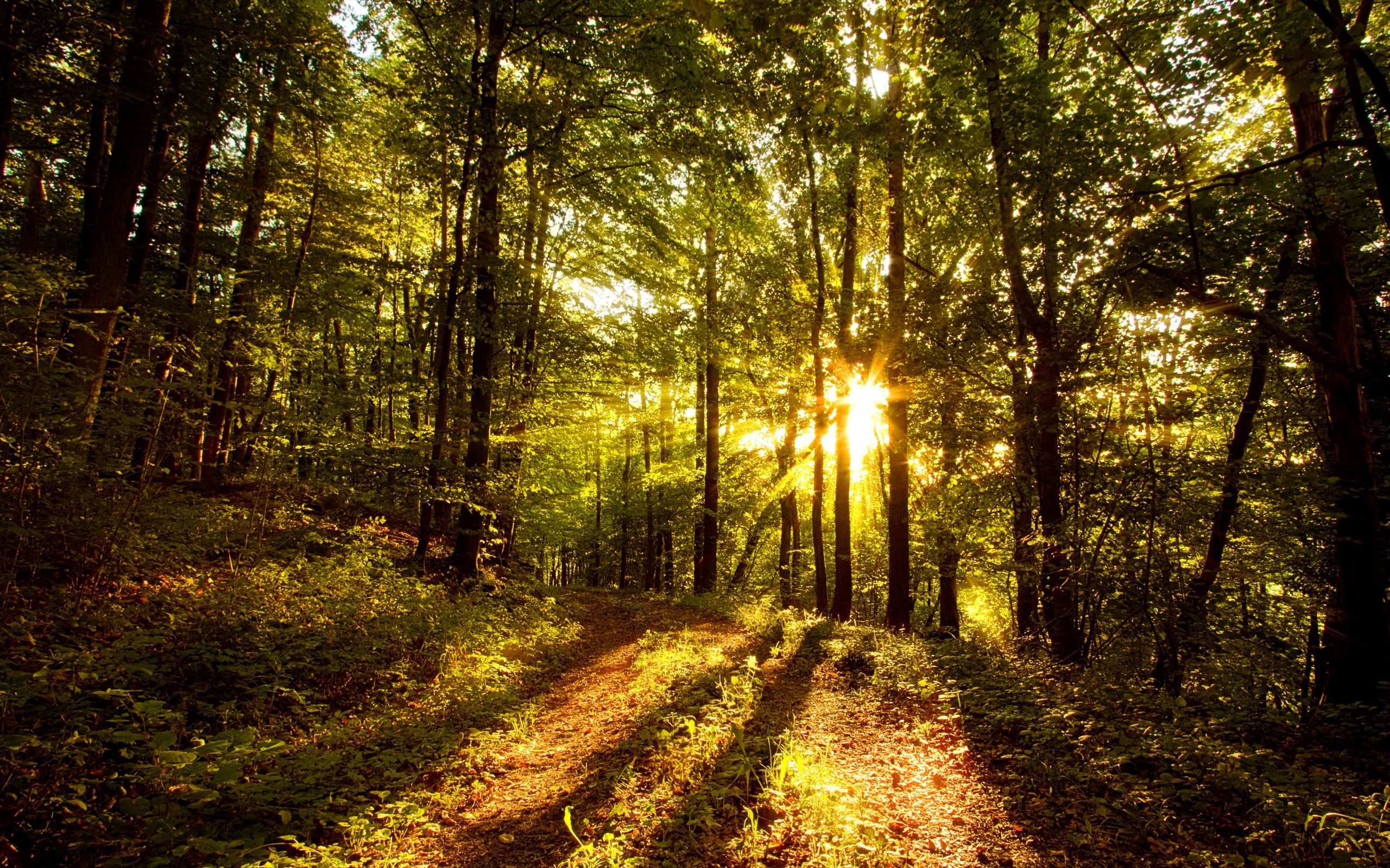 Beautiful Artistic Sunrise In Forest Wallpapers