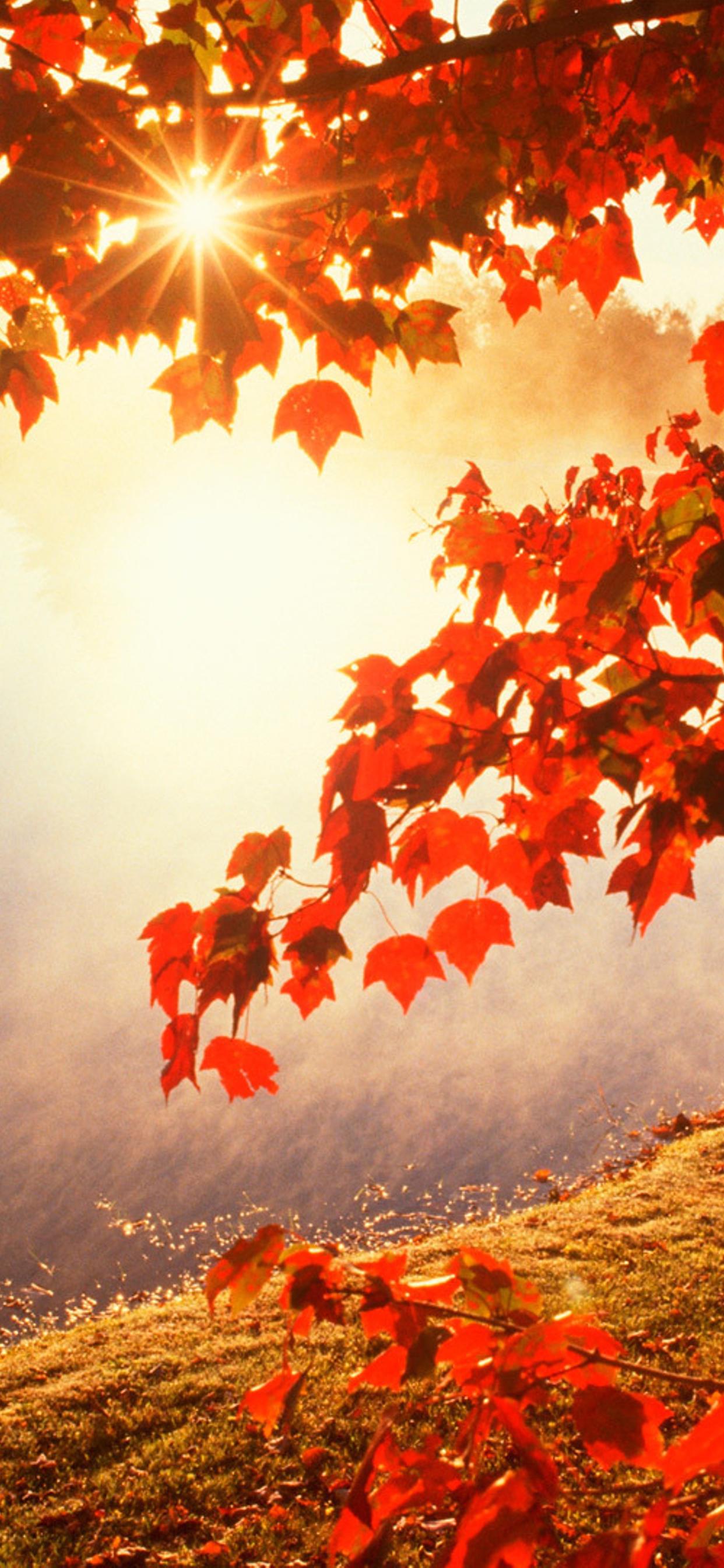 Beautiful Autumn Good Morning Images Wallpapers