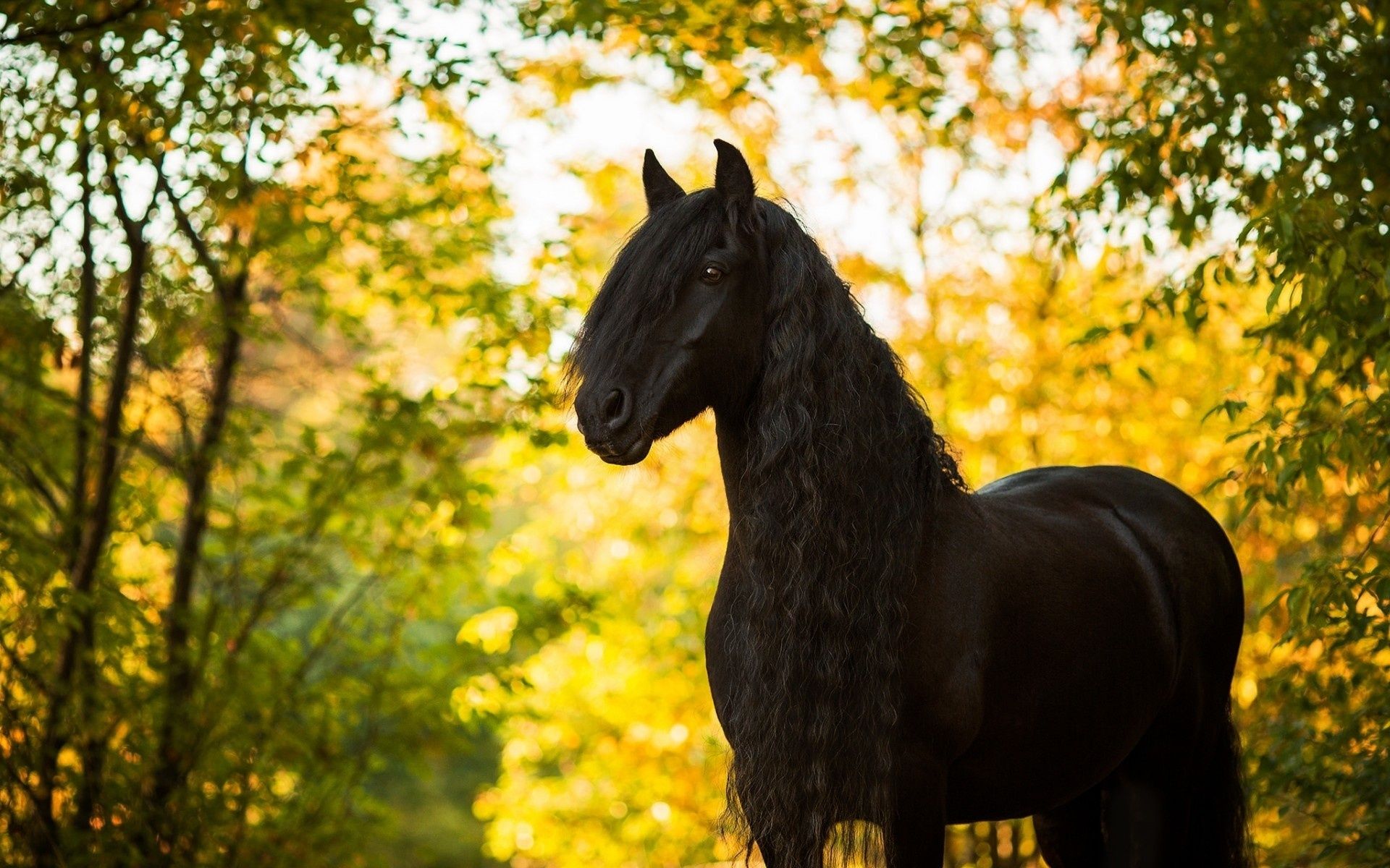 Beautiful Autumn Horses Wallpapers Wallpapers