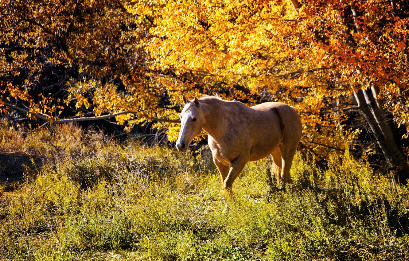 Beautiful Autumn Horses Wallpapers Wallpapers