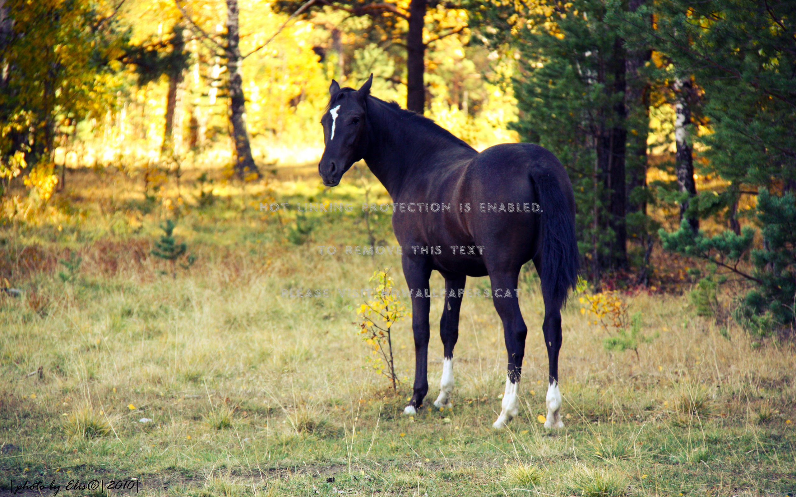 Beautiful Autumn Horses Wallpapers Wallpapers