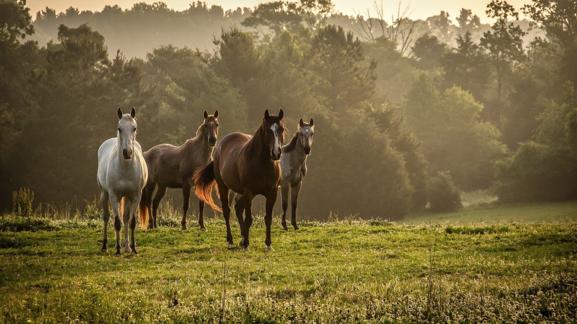 Beautiful Autumn Horses Wallpapers Wallpapers