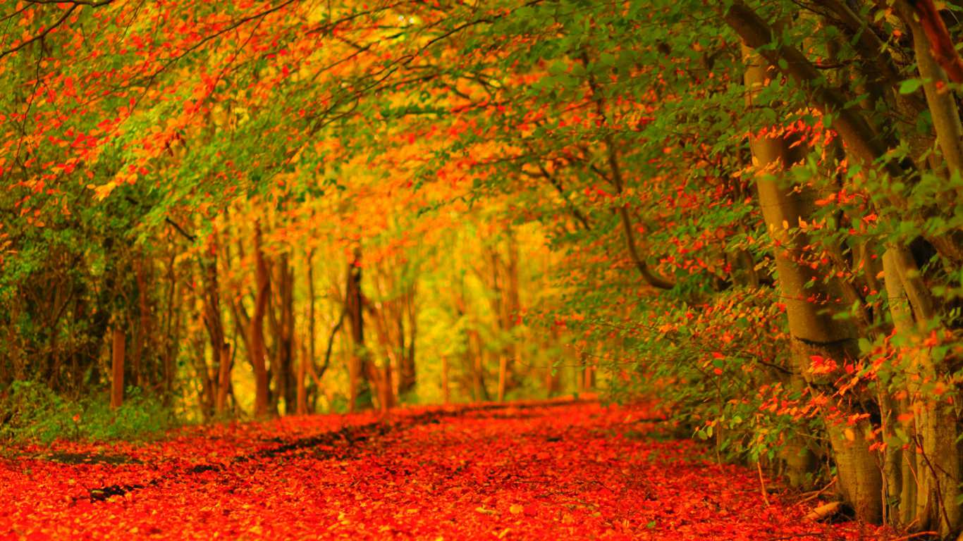 Beautiful Autumn Wallpapers Wallpapers