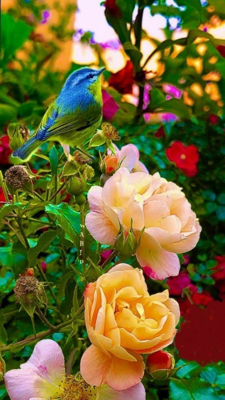 Beautiful Bird And Flower Wallpapers