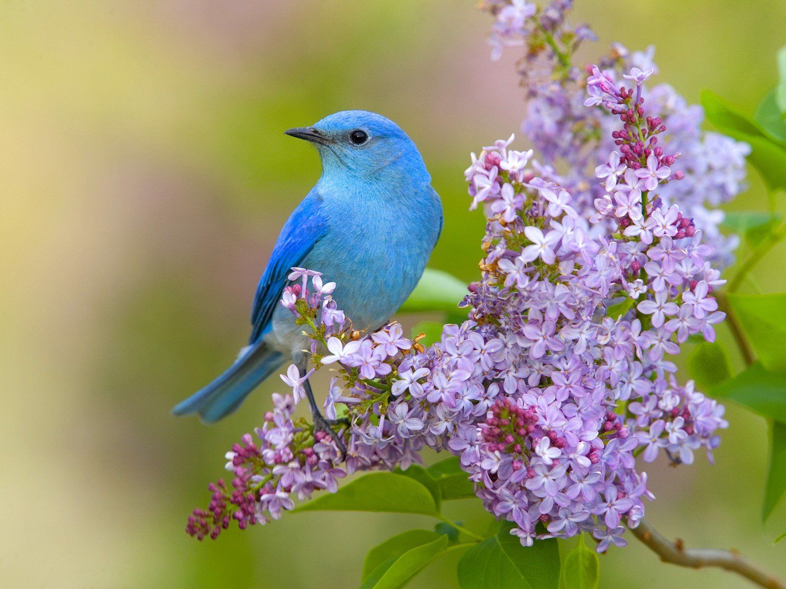 Beautiful Bird And Flower Wallpapers