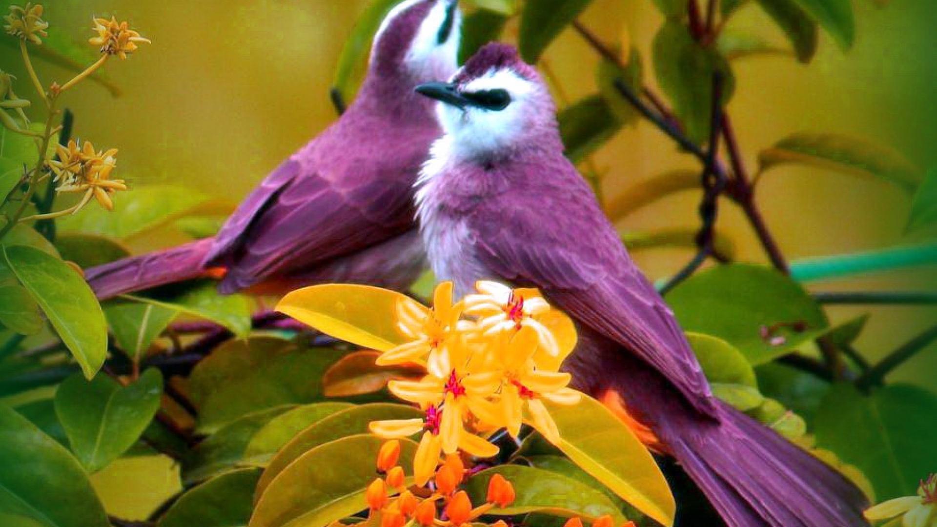 Beautiful Bird And Flower Wallpapers