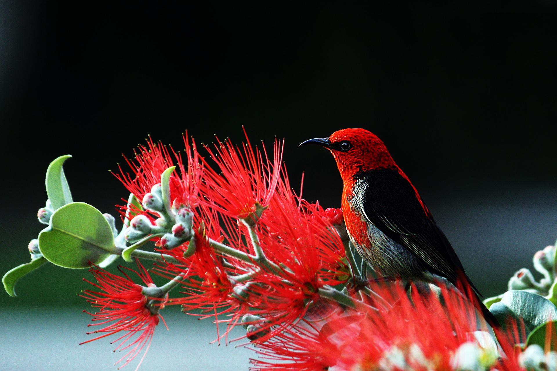 Beautiful Bird And Flower Wallpapers