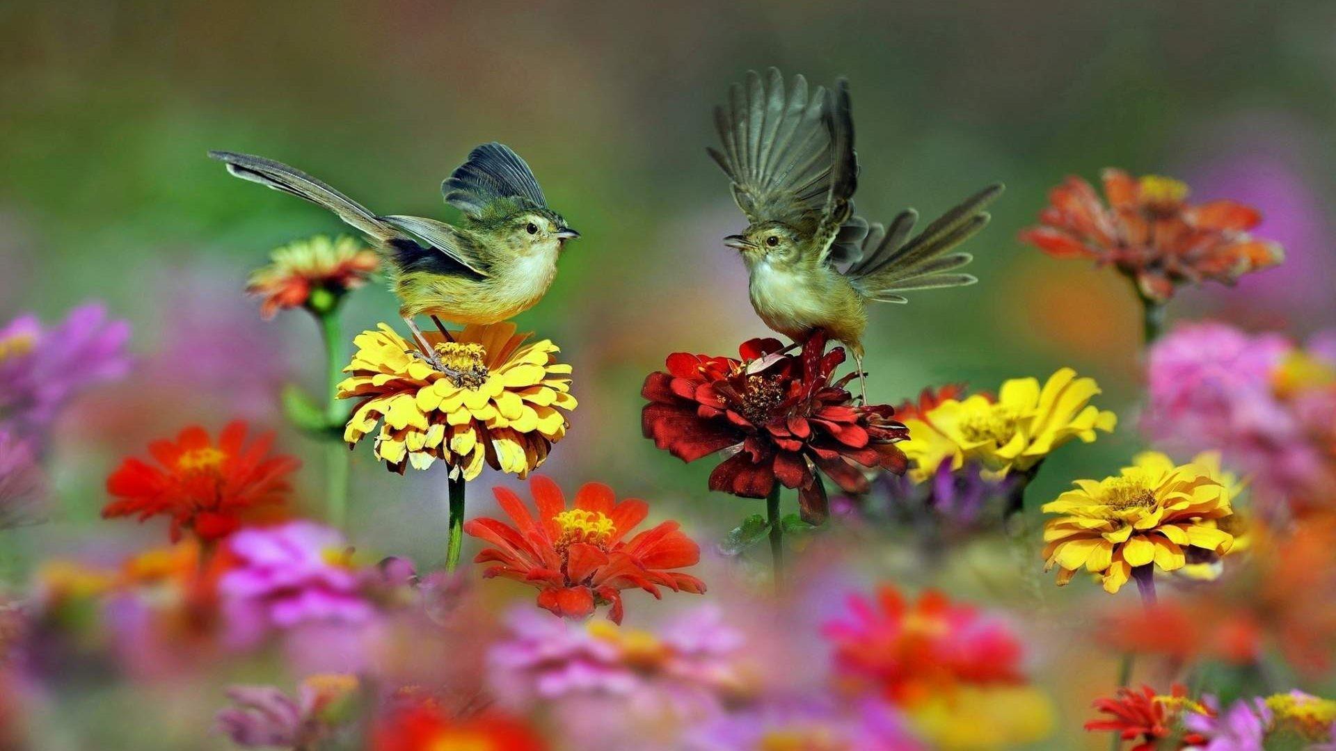 Beautiful Bird And Flower Wallpapers