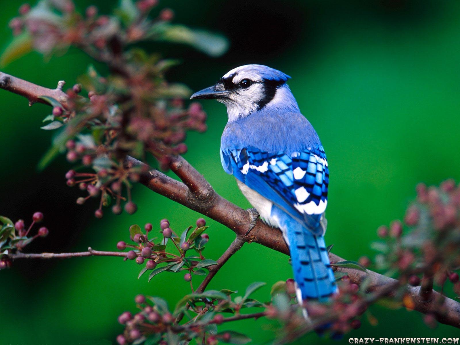 Beautiful Bird And Flower Wallpapers