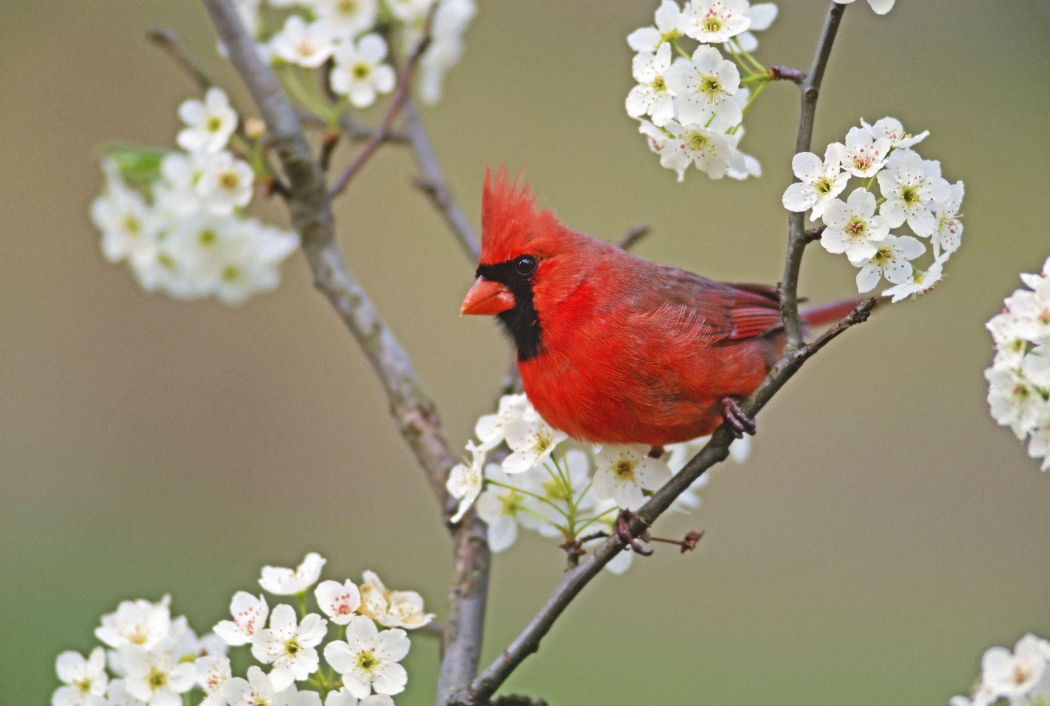 Beautiful Bird And Flower Wallpapers