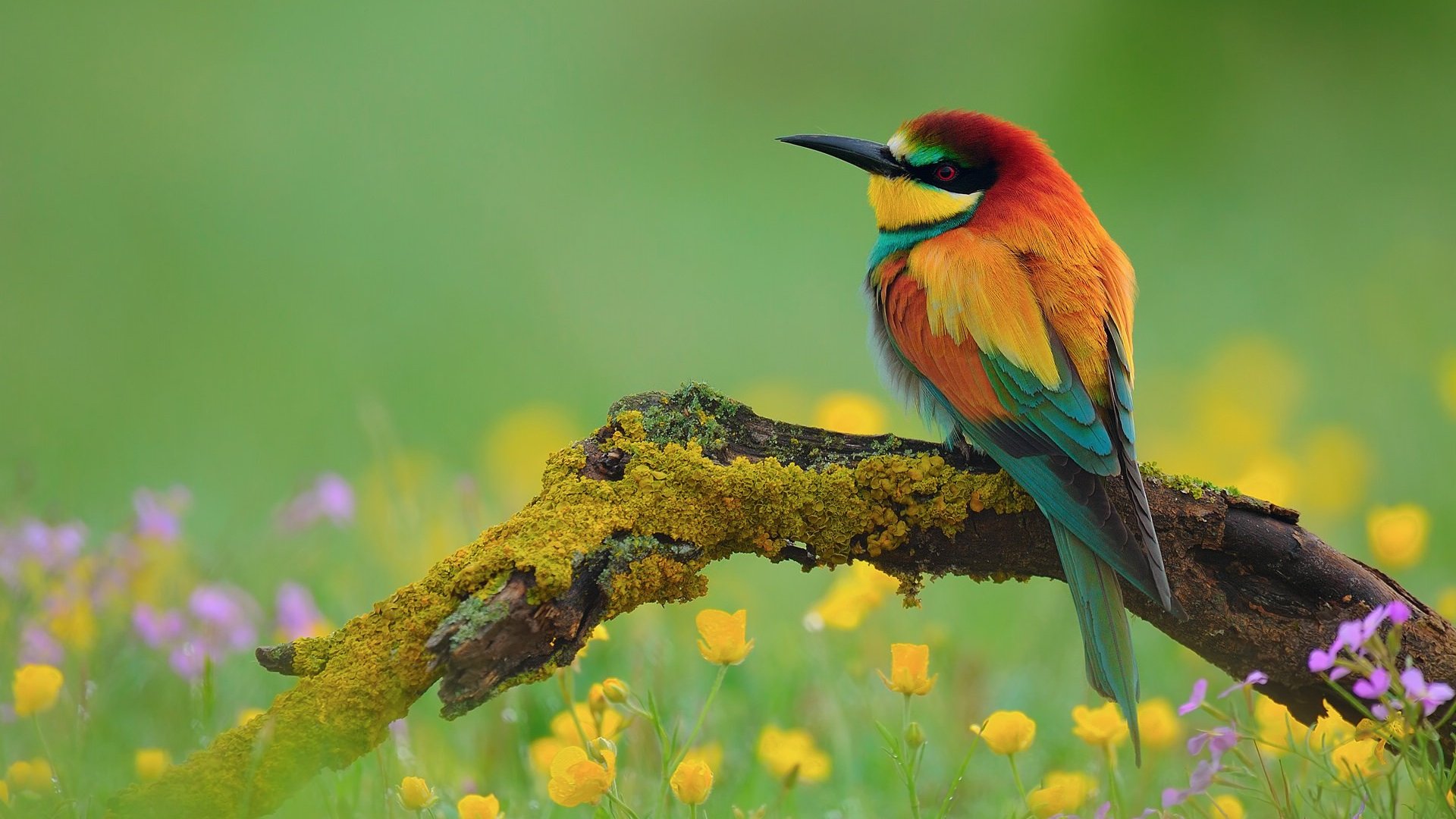 Beautiful Bird And Flower Wallpapers