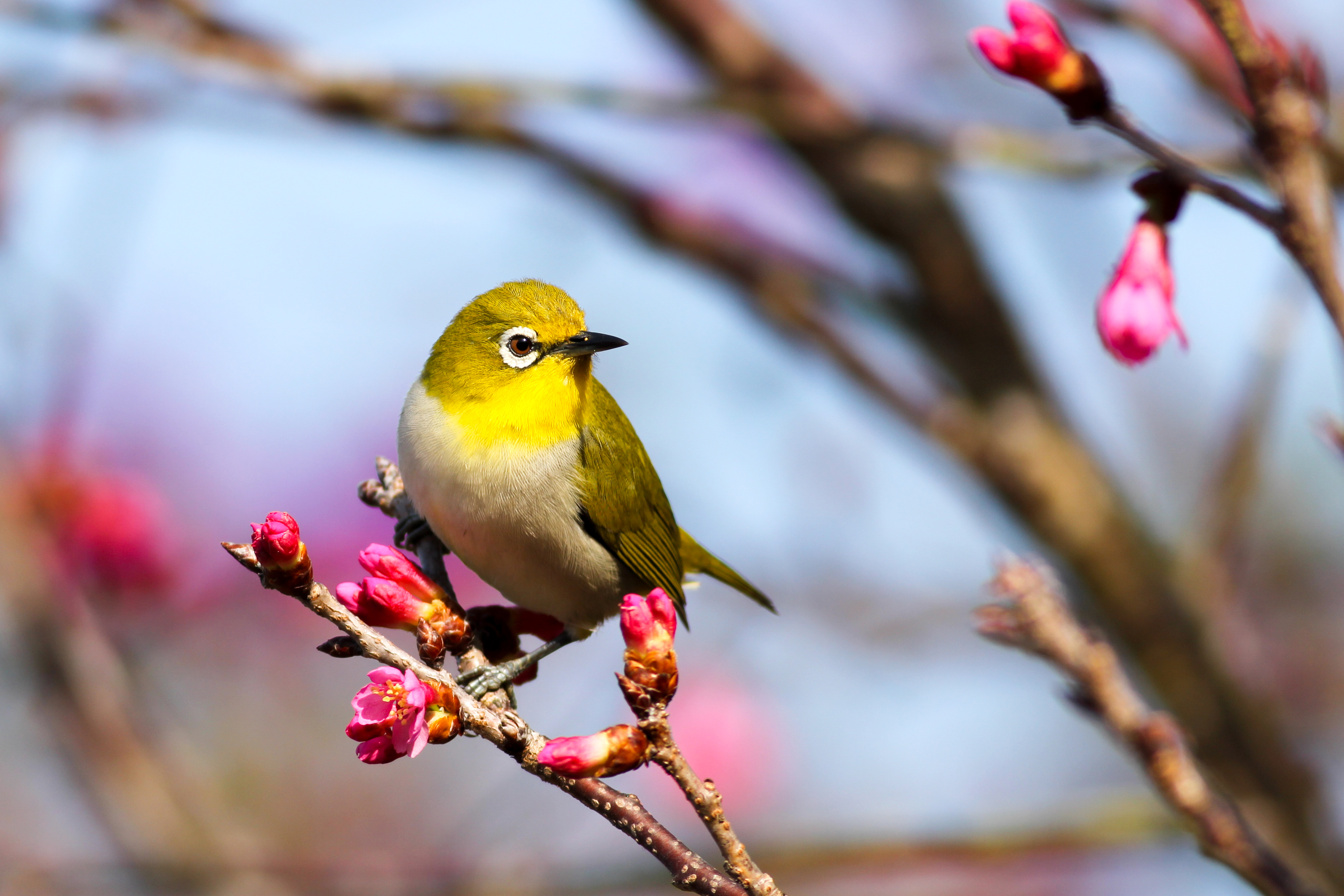 Beautiful Birds Wallpapers