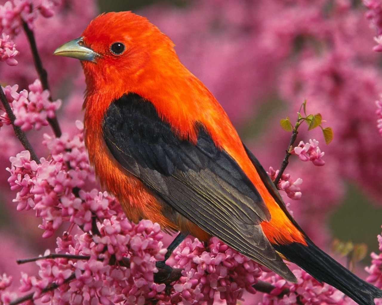 Beautiful Birds Wallpapers