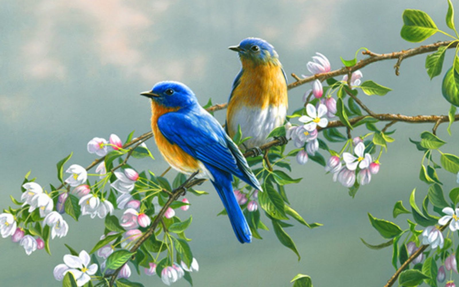 Beautiful Birds Wallpapers