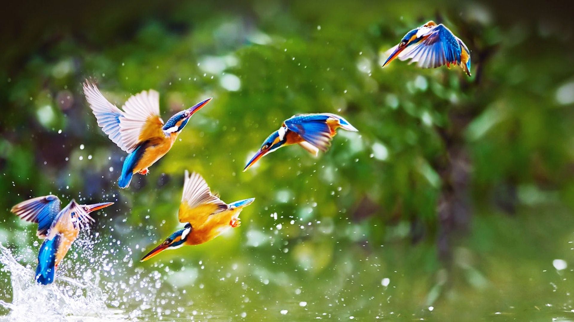 Beautiful Birds Wallpapers