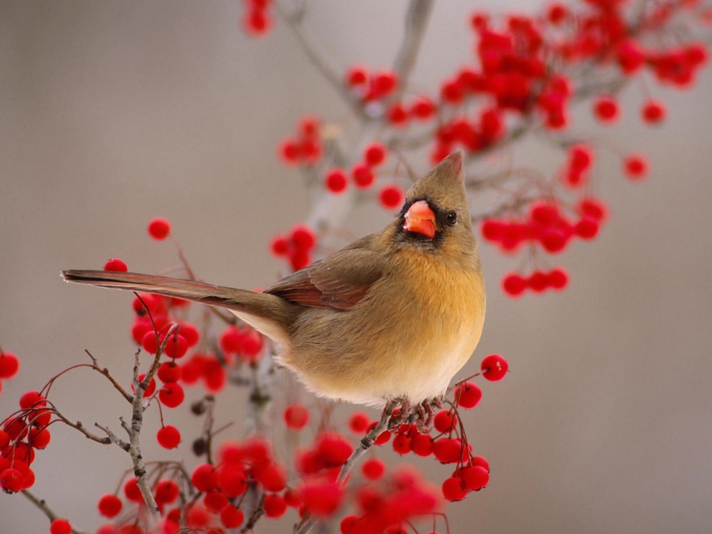 Beautiful Birds Wallpapers