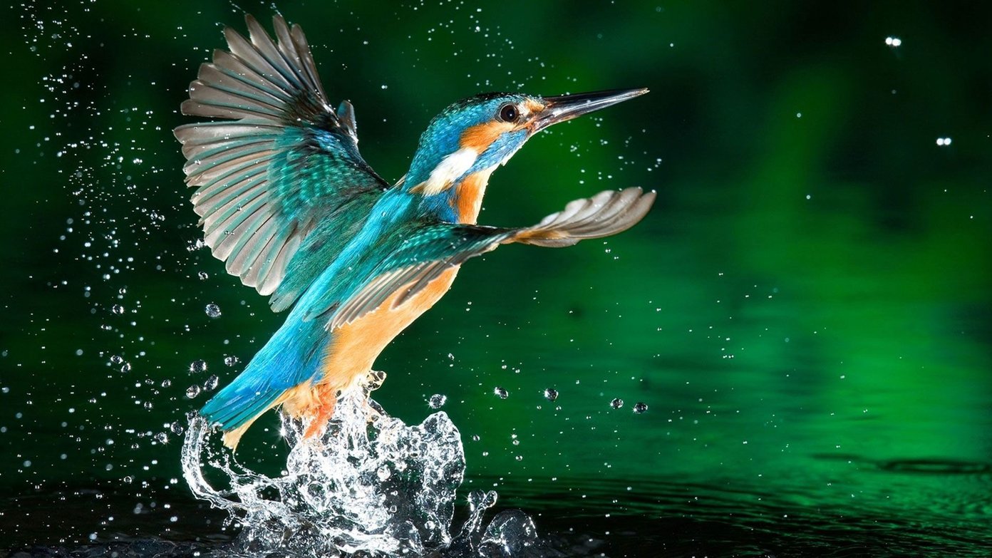 Beautiful Birds Wallpapers