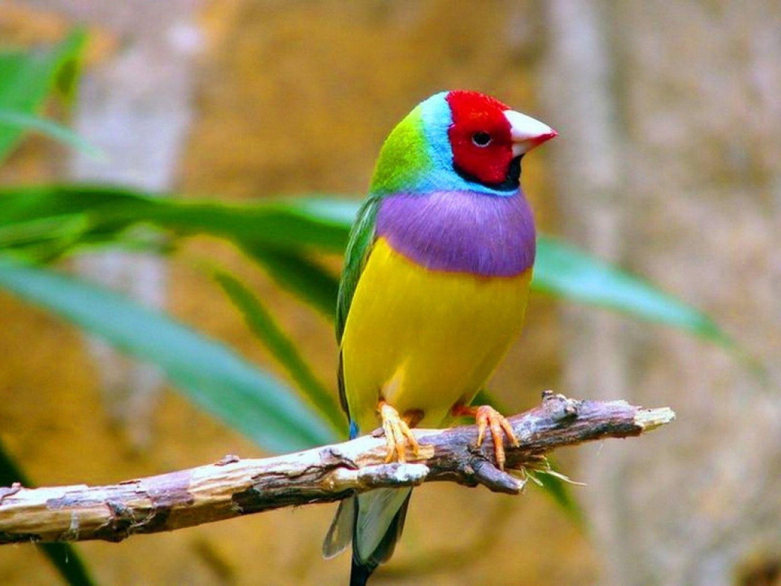 Beautiful Birds Wallpapers